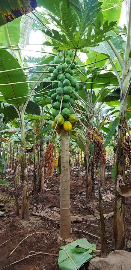 Banana Farm House Hampi Exterior foto